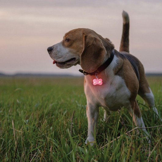 Pet Reflective Lights Worn By Dog